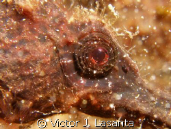 close up look to  the eyes of a longsout seahorse in cras... by Victor J. Lasanta 